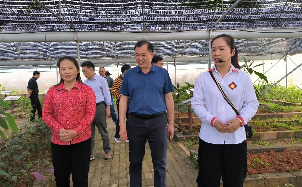 巴马县政协考察团赴汇萃本草瑶药产业实训基地考察
